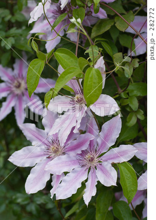 クレマチス 282772