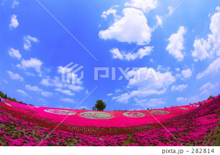 芝桜と青空 282814