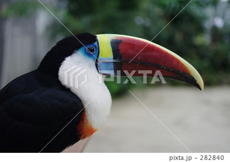 シロムネオオハシ シロムネオオハシ 282840