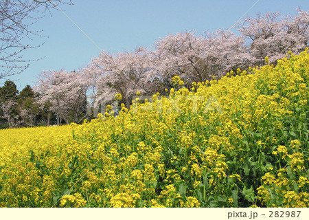 桜と菜の花畑 桜と菜の花畑 282987