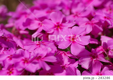 Trailing phlox 283286