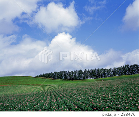 夏雲の丘 夏雲の丘 283476