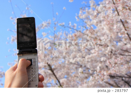 桜と携帯2 桜と携帯2 283797
