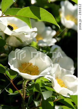 ロサ・レビガータ ロサ・レビガータ 283812