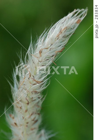 白い花穂 283834