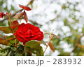 薔薇 283932