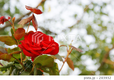 薔薇 薔薇 283932