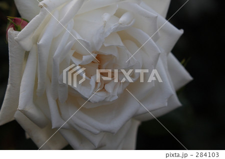 白いばら 白いばら 284103