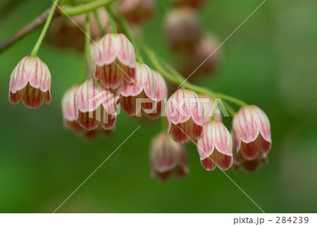 更紗灯台 更紗灯台 284239