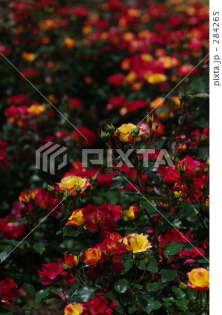 redrose 284265
