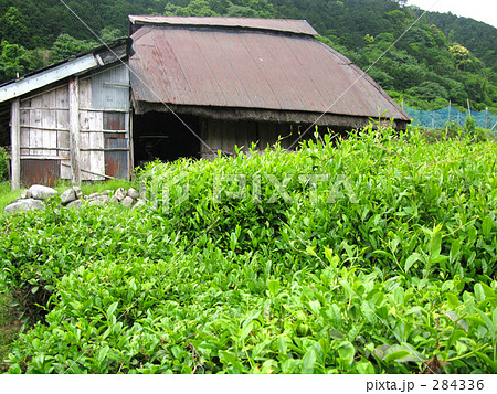 茶畑と農作業小屋 284336