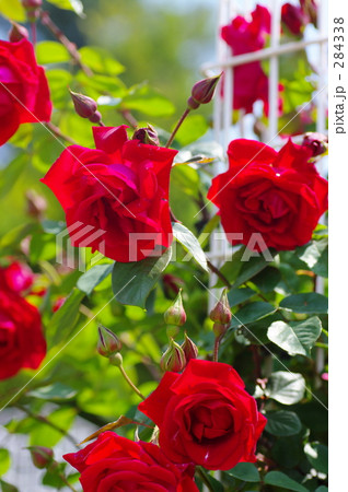 redrose redrose 284338