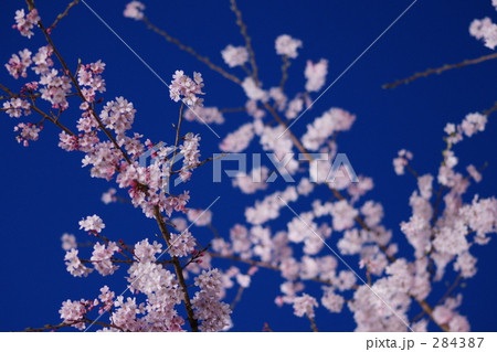 夜桜 284387