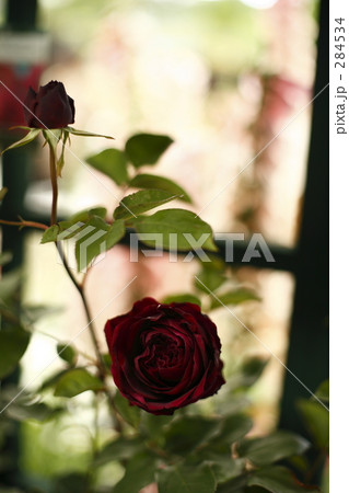 薔薇 薔薇 284534