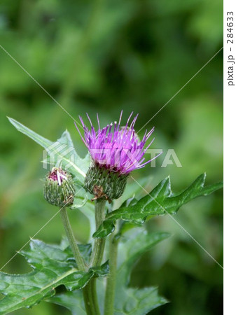 ノアザミ 284633