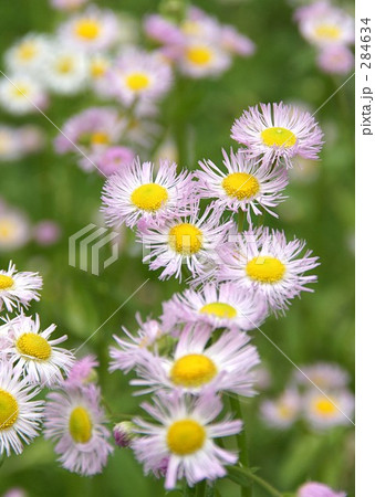 ハルジオン 284634