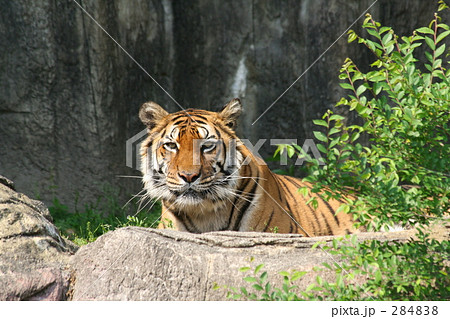 ベンガルトラ ベンガルトラ 284838