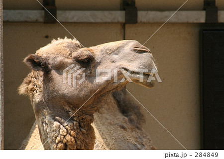 ヒトコブラクダ　 284849