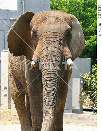 アフリカゾウ 284850