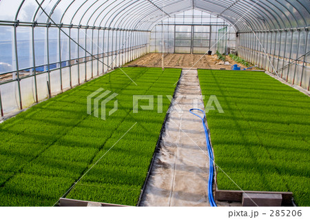 苗床ー田植え 285206