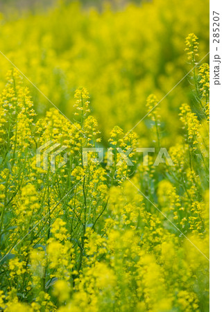 菜の花 285207