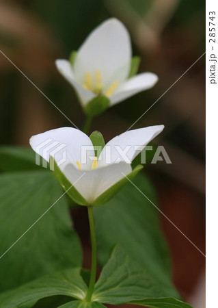 オオバナノエンレイソウ 285743