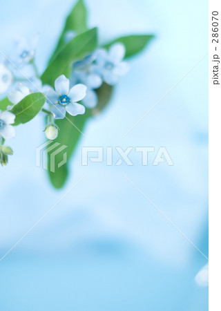 ブルースター 286070