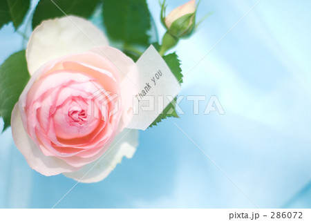 バラ(ピエール・ド・ロンサール)(横2)メッセージ付き バラ(ピエール・ド・ロンサール)(横2)メッセージ付き 286072