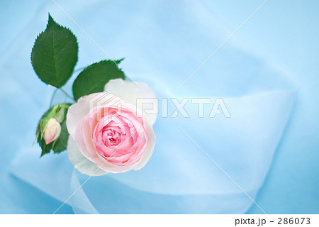 バラ(ピエール・ド・ロンサール)(横1) バラ(ピエール・ド・ロンサール)(横1) 286073