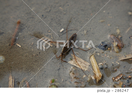 たんぼの生き物 286247