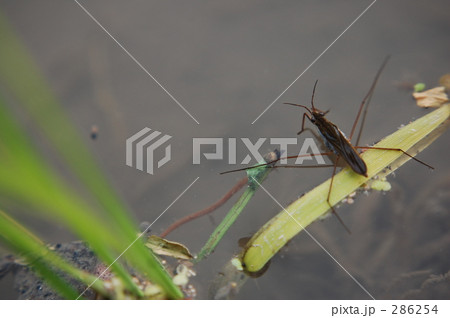 田んぼの生き物 286254