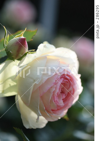 ピエール・ドゥ・ロンサール 2008その5 ピエール・ドゥ・ロンサール 2008その5 286295