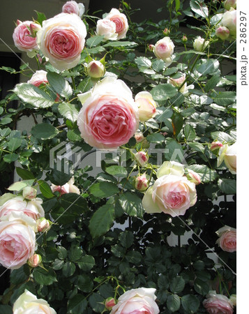 ピエール・ドゥ・ロンサール　２００８その３ 286297