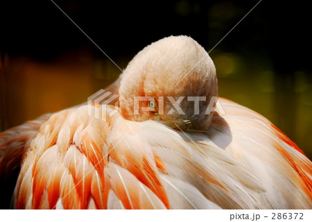 起きたフラミンゴ 起きたフラミンゴ 286372