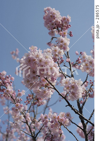 桜 286575
