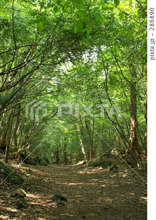 新緑の遊歩道(縦位置) 新緑の遊歩道(縦位置) 286890