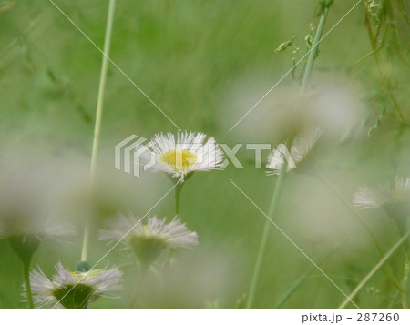 ハルジオン 287260