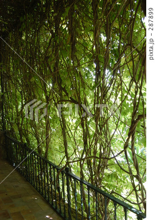 緑のカーテン 287899