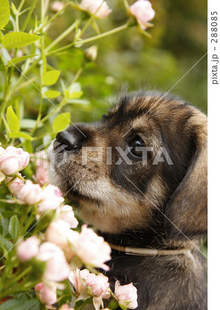 お花大好き~・・・ お花大好き~・・・ 288085