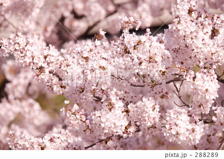 サクラの花 288289