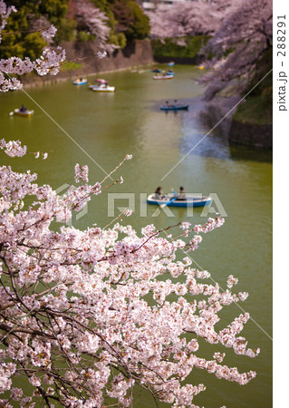 千鳥ヶ淵の桜 288291