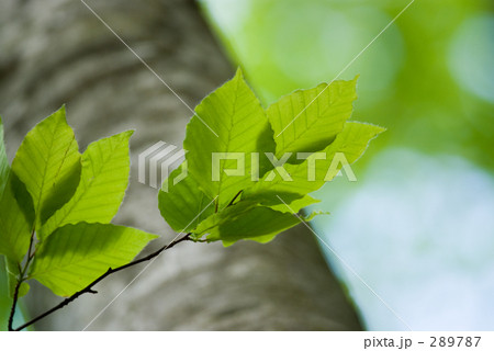 ブナの葉 ブナの葉 289787