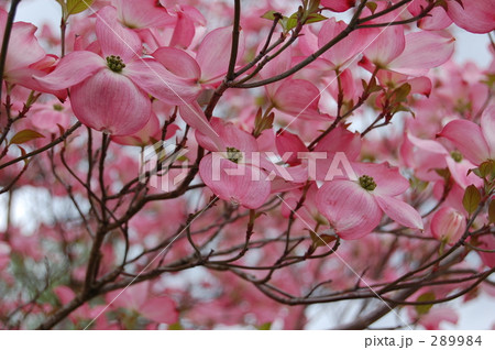 ハナミズキ 289984