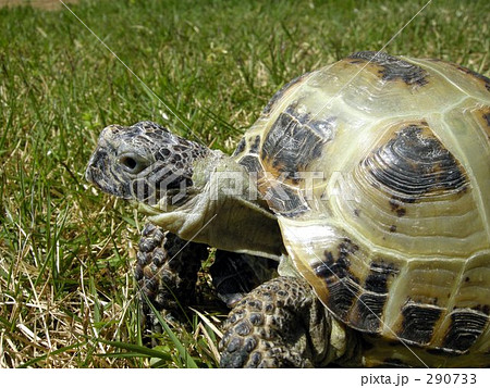 モモちゃん モモちゃん 290733