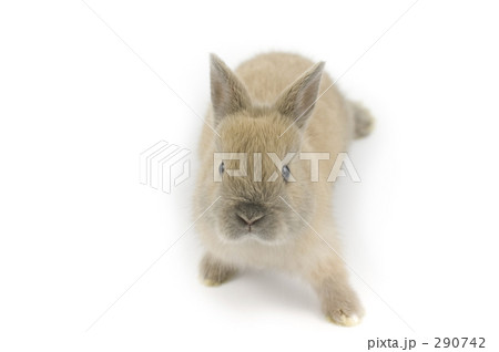 ネザーランドドワーフ3ヶ月歳 290742