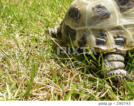 モモちゃん モモちゃん 290743