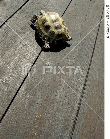 モモちゃん モモちゃん 290750