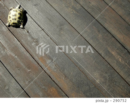 モモちゃん 290752