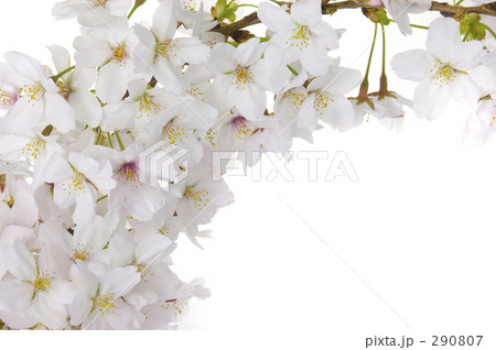 桜一枝 桜一枝 290807