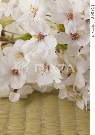 畳の上の桜一枝 畳の上の桜一枝 290811